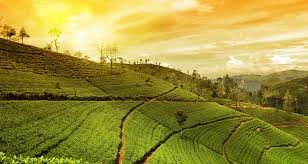 Tea Plantations in Hill Country